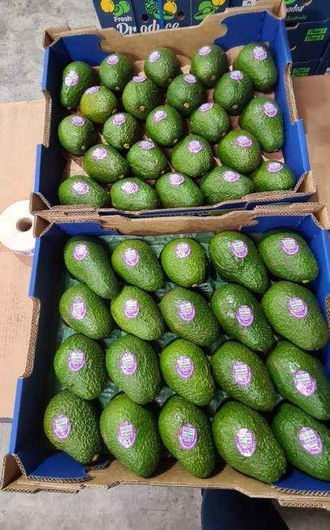 Organic avocados arranged in export trays