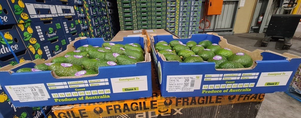 Palletized avocado trays at export facility